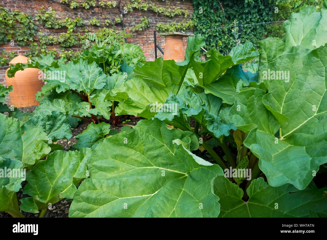 Plantes de rhubarbe croissant sur un terrain de jardin en été Angleterre Royaume-Uni Grande-Bretagne Grande-Bretagne Banque D'Images