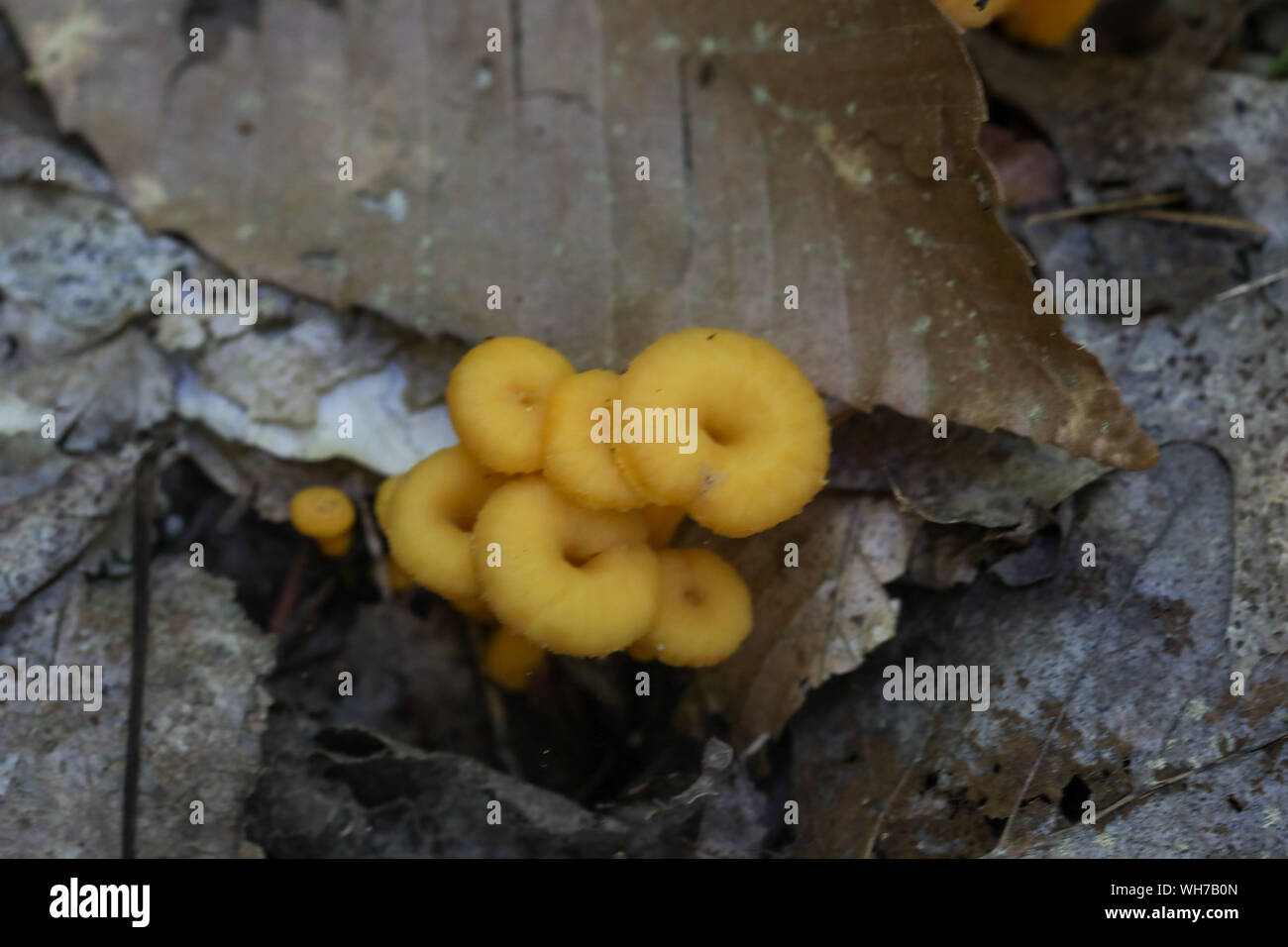 Champignons sauvages des forêts du Maine Banque D'Images