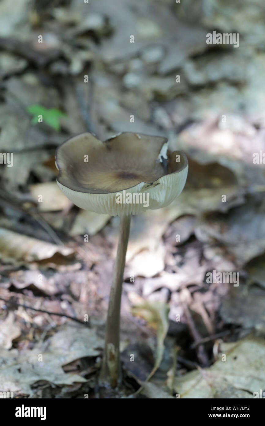 Champignons sauvages des forêts du Maine Banque D'Images