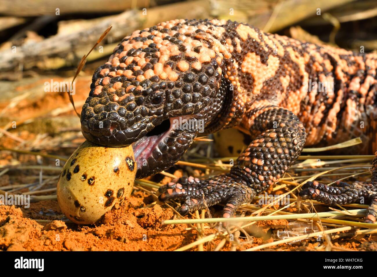 Monstre de Gila (Heloderma suspectum) manger des oeufs, captive, Arizona, USA Banque D'Images