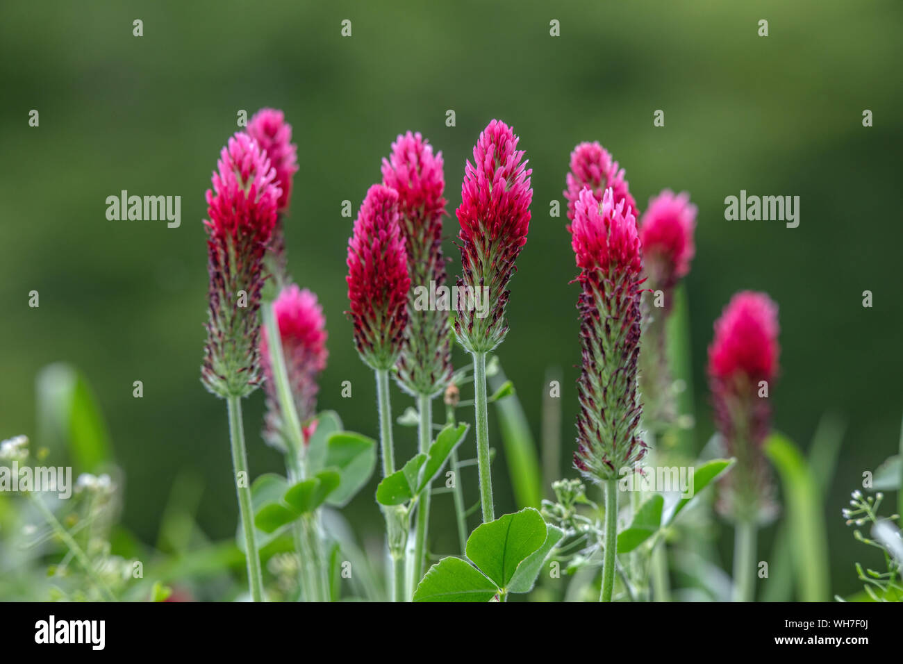 Trifolium incarnatum, Nature, Plante, Suisse, trèfle incarnat, trèfle rouge, italien Banque D'Images