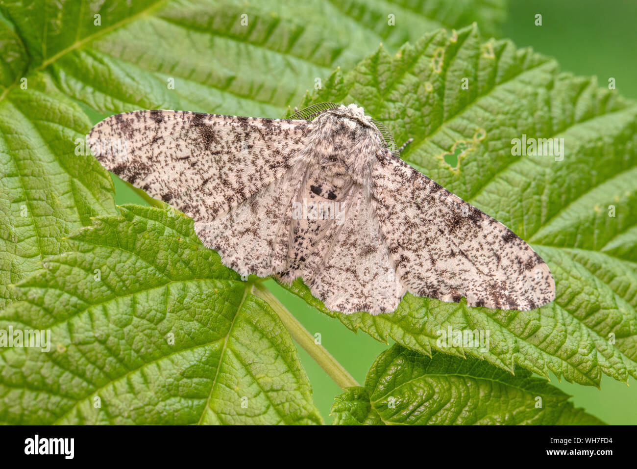 Biston betularia, Suisse, Nature, insecte, Papillon, parsemées d'amphibien Banque D'Images