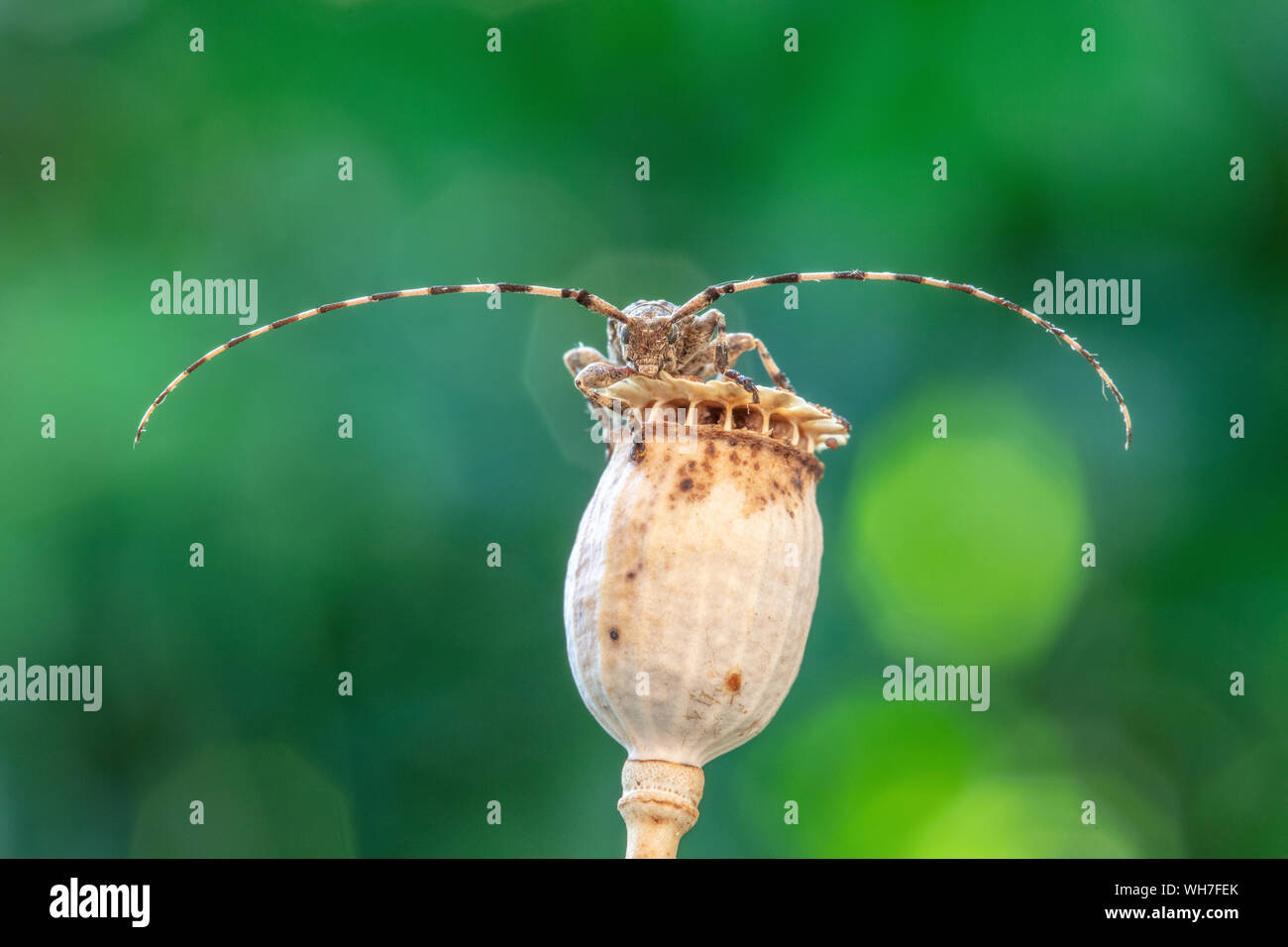 Acanthocinus reticulatus, Suisse, Nature, insecte coléoptère longicorne,,, Banque D'Images