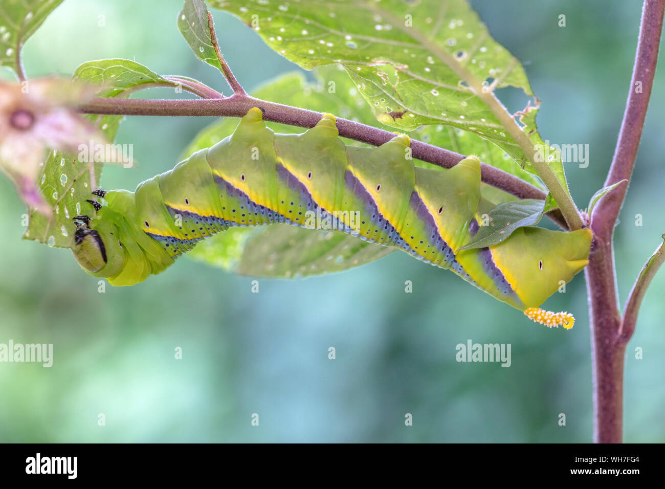 Tête de mort Acherontia atropos, sphynx, Suisse, Nature, insecte, Papillon, Hawk Moth, Caterpillar Banque D'Images