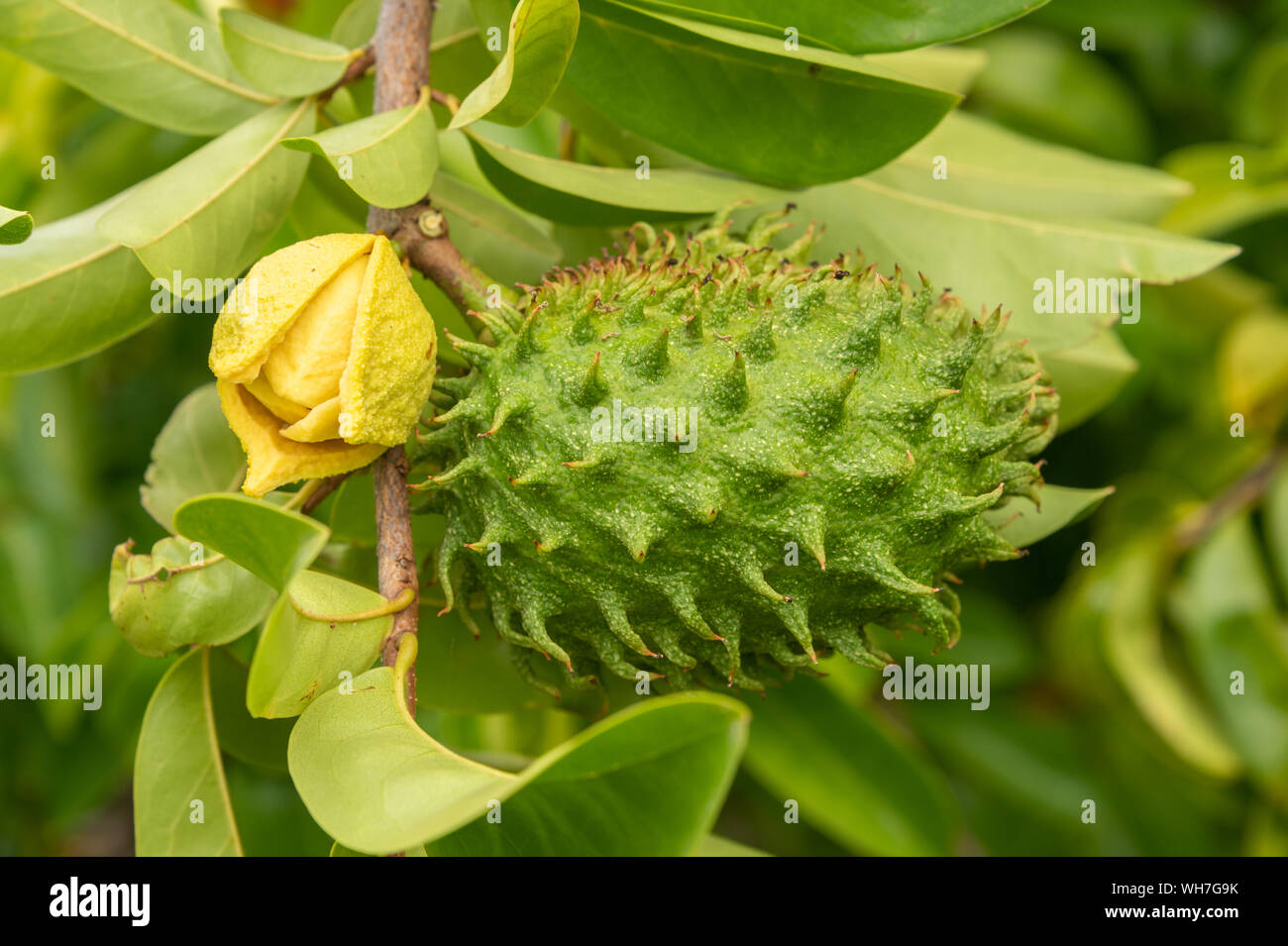 corossol banque d image et photos alamy