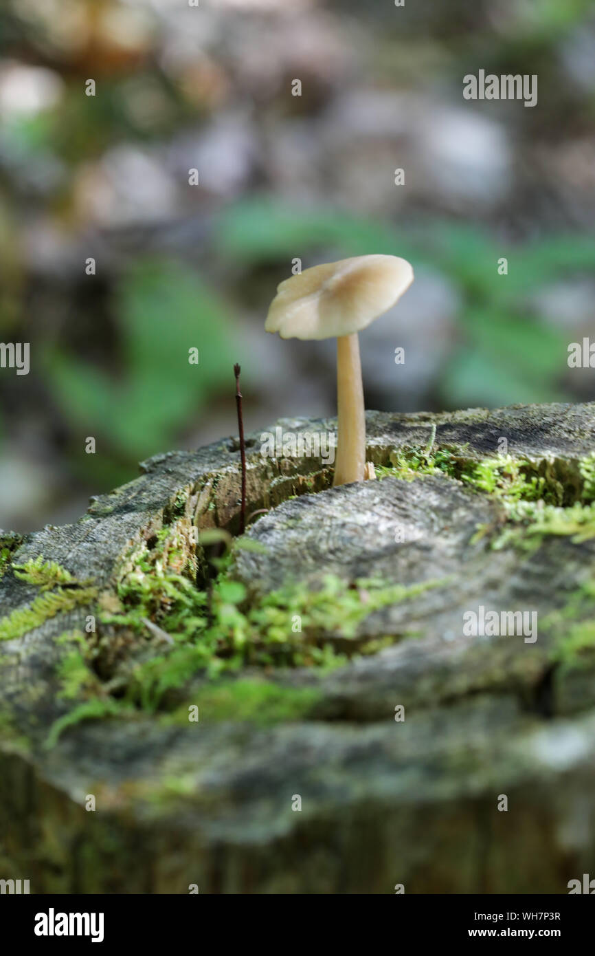 Champignons sauvages des forêts du Maine Banque D'Images