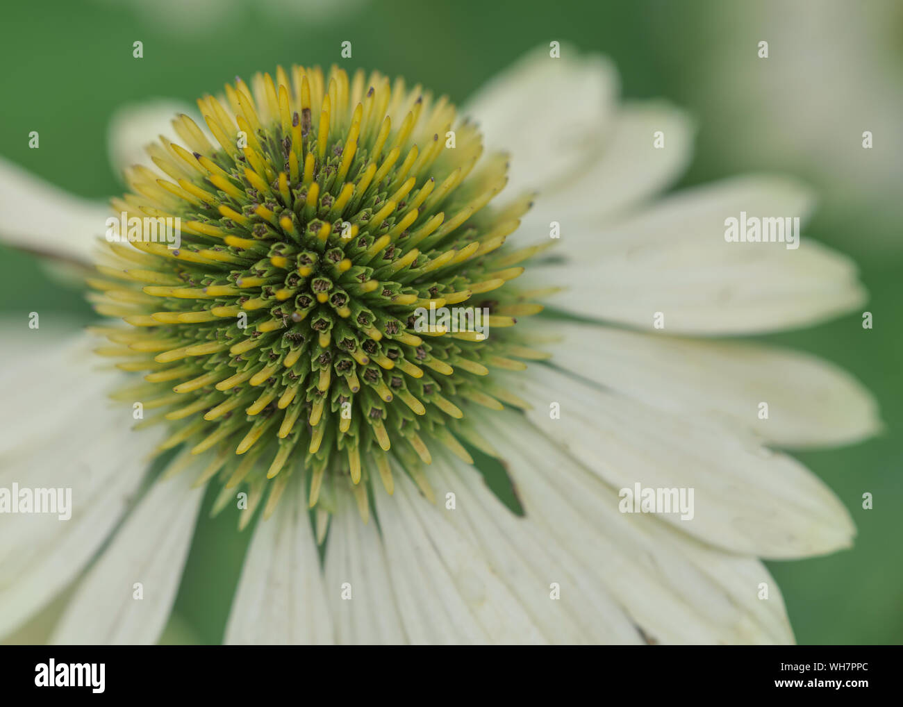 Libre d'un livre vert et blanc coneflower Banque D'Images