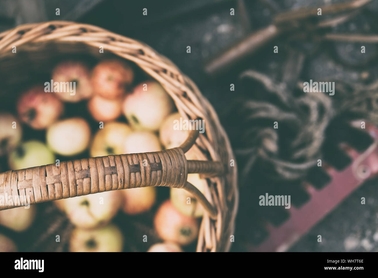 Panier en osier avec des pommes en été Banque D'Images