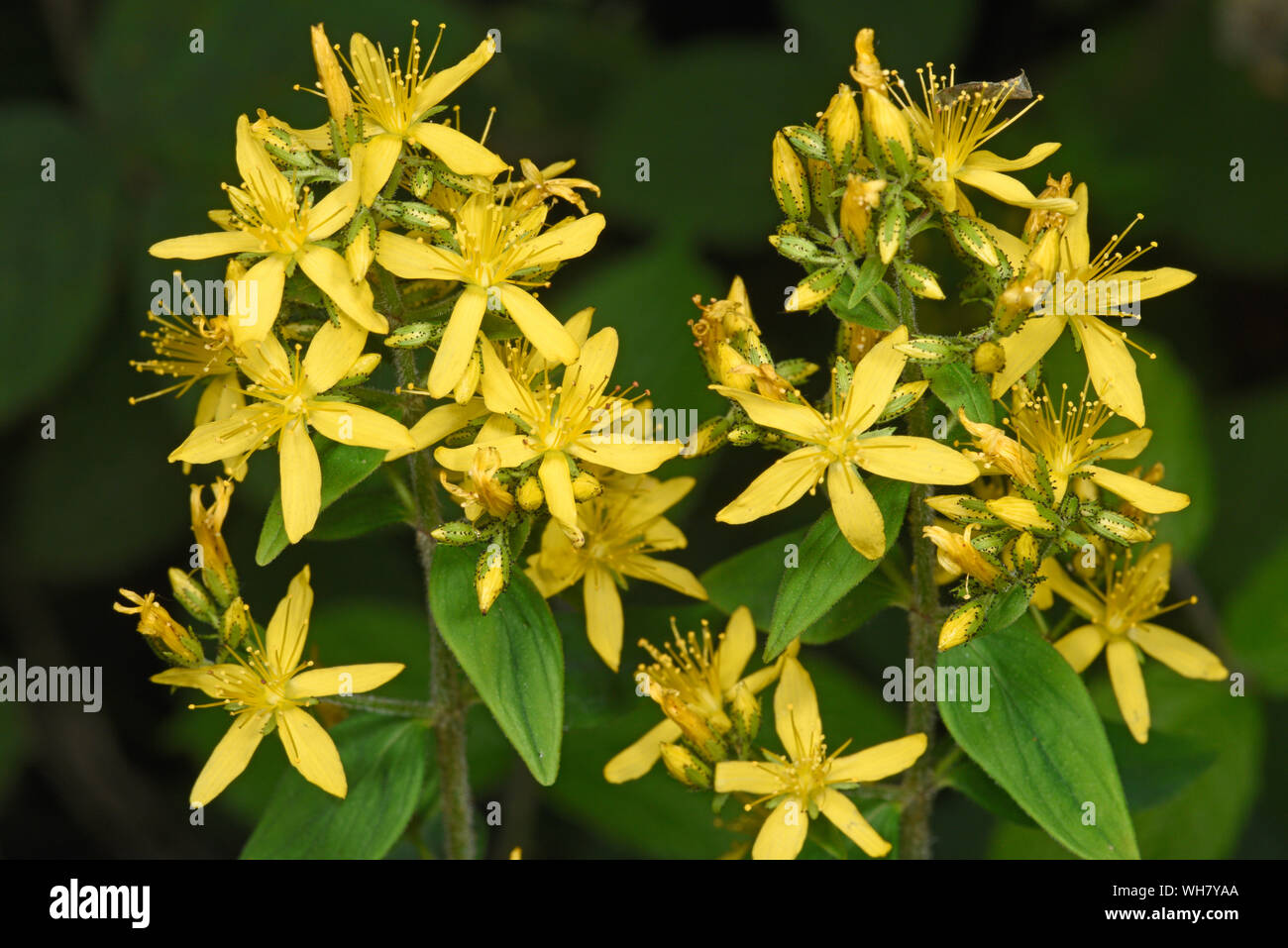 Perforer St John's-millepertuis (Hypericum perforatum) close-up du groupe de fleurs, Monmouth, Wales, septembre Banque D'Images