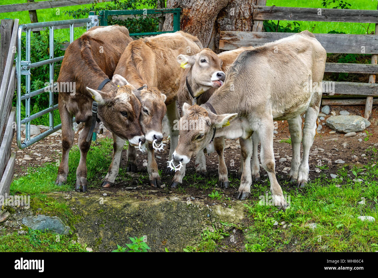 Groupe de jeunes vaches veaux gris Tyrol avec les clips nez pour les empêcher suckling Banque D'Images