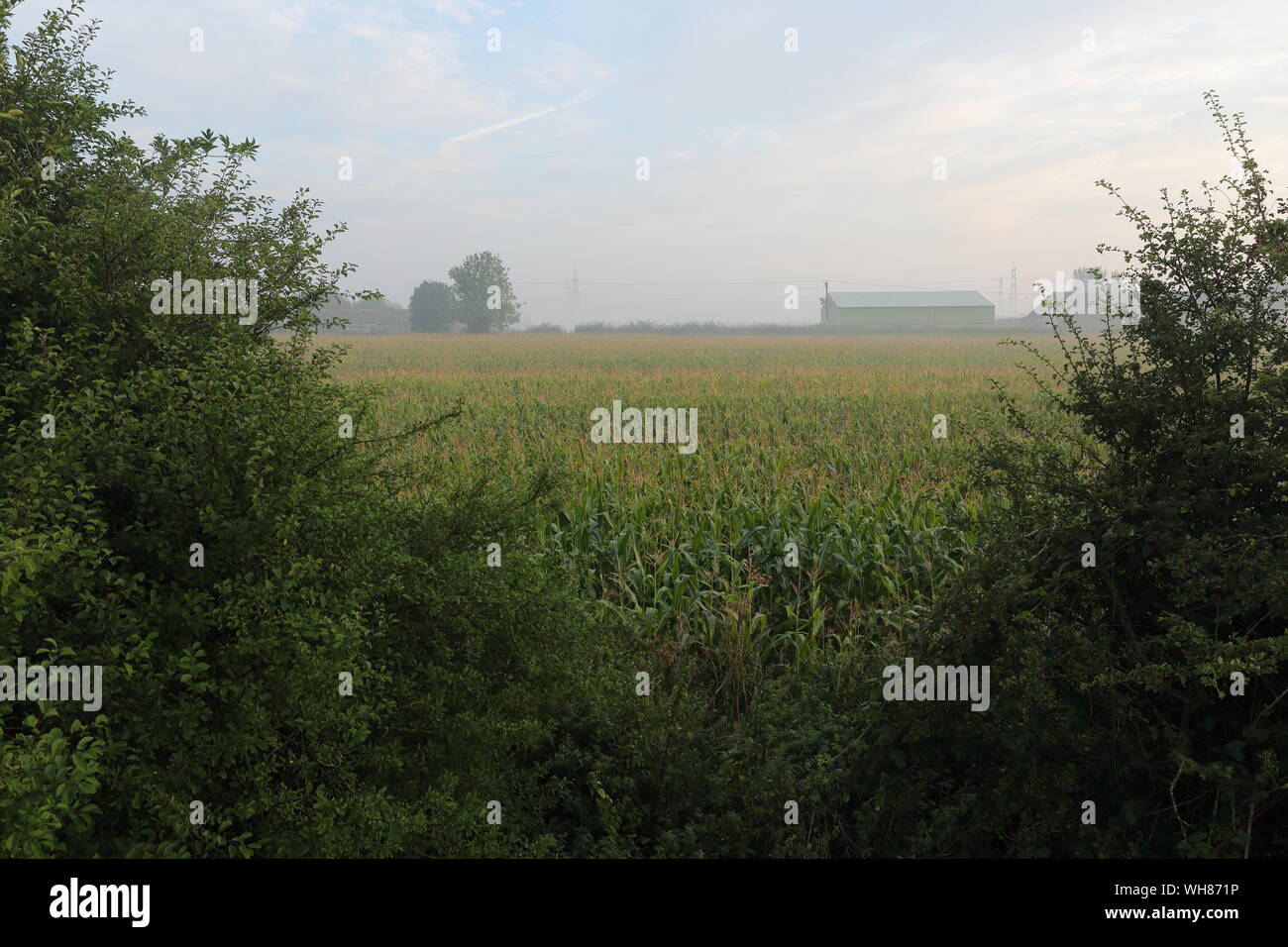 Misty Vista à Winterton montrant une grange dans la brume au-delà d'un champ de maïs Banque D'Images