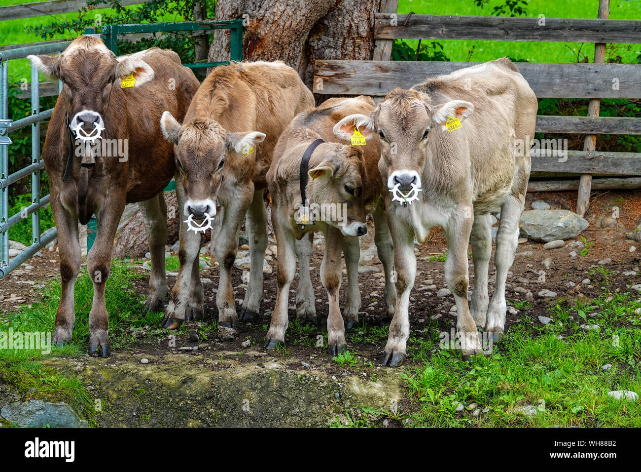 Groupe de jeunes vaches veaux gris Tyrol avec les clips nez pour les empêcher suckling Banque D'Images