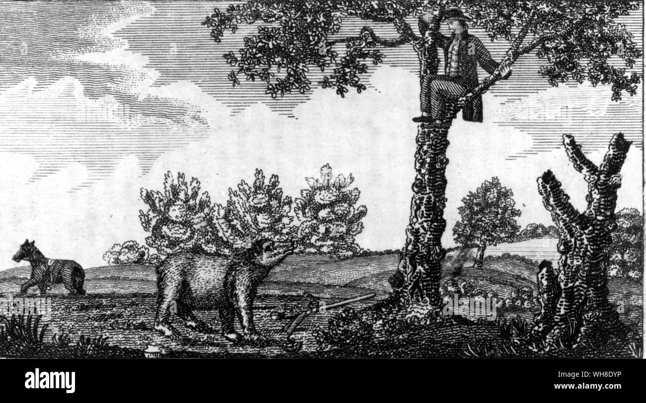 Un Américain d'avoir fait un ours, mais pas tué, s'échappe dans un arbre. 1812, par Patrick Gass (1771-1870), qui a servi comme sergent dans l'expédition de Lewis et Clark. D'après le Journal des voyages et des voyages du capitaine Lewis et Clark, page 239. Banque D'Images