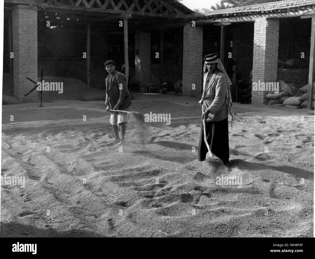 Grain qui est tourné dans une aire de séchage à Gournah Bassora, Irak. Banque D'Images
