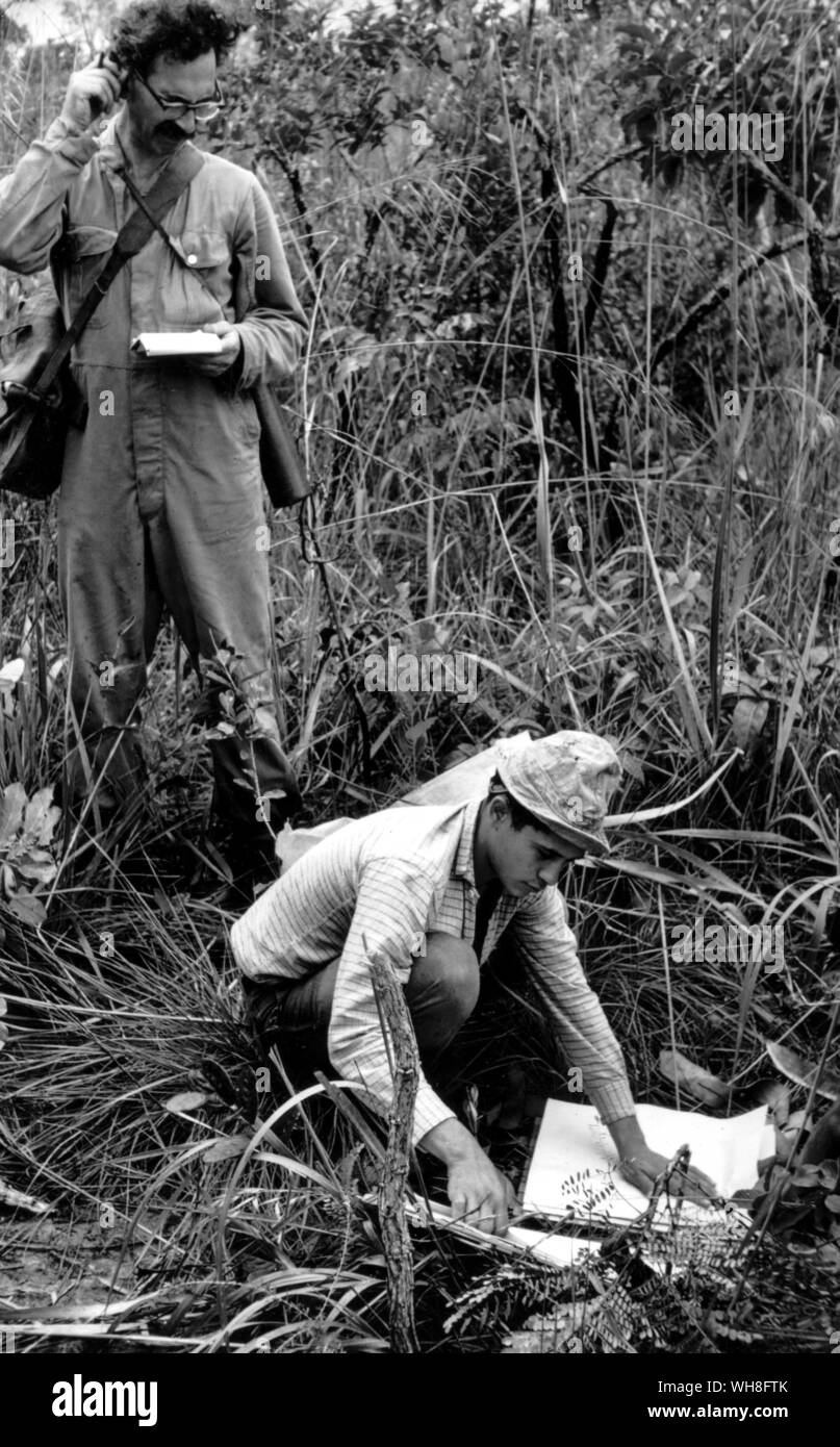 David Gifford rendant les notes de terrain, Julio appuyant sur les plantes, et à la fois dans un morceau de savane au nord-est du 20 kilomètre carré. Banque D'Images