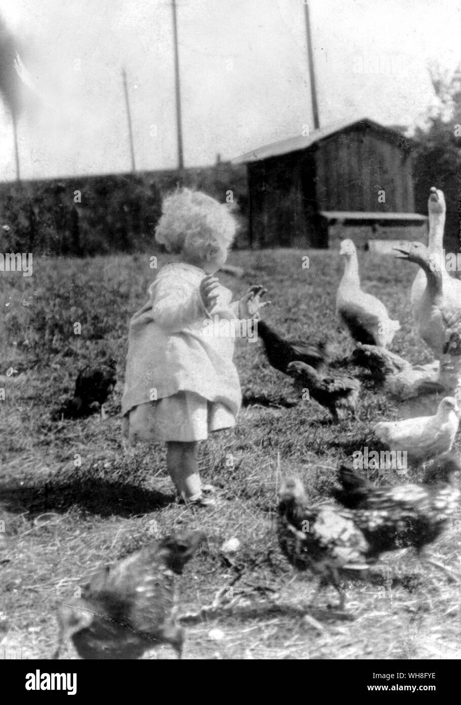 (Wystan) W H Auden âgé d'environ quinze mois, nourrir les poulets de ferme, Perkins 1908 Monmouth. W H Auden, La Vie d'un poète, par Charles Osborne.. Banque D'Images