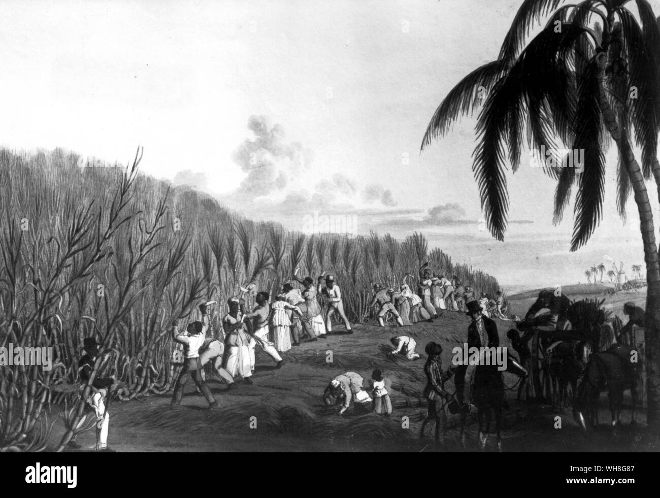 De canne à sucre esclaves sur la succession de Delap sur l'ouest de l'île d'Antigua. Banque D'Images