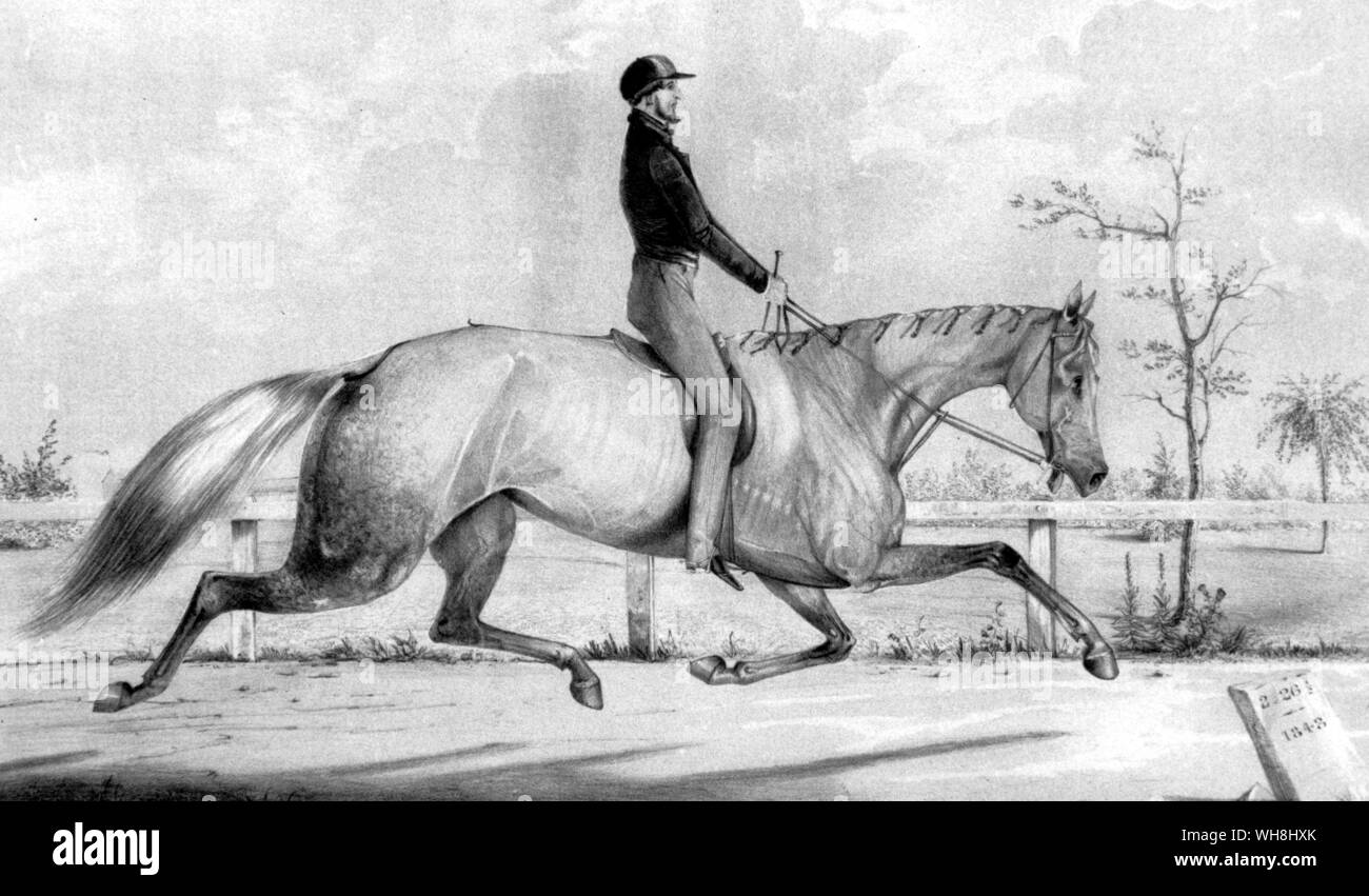 Lady Suffolk, le célèbre trotting mare, et son cavalier, Albert Concklin où ils apparaissent sur le cours de balise, Hoboken, N.J. le 12 juillet 1843. Lady Suffolk, qui hérita de la taille et la couleur de son ancêtre messenger, a introduit le mile enregistrer jusqu'à 2mns 26.5s, trottant contre la montre à Hoboken. Elle était alors de 10 ans. Elle trotta un autre 11 ans, plus récemment dans le faisceau. L'histoire des courses de chevaux par Roger Longrigg, page 240. Banque D'Images