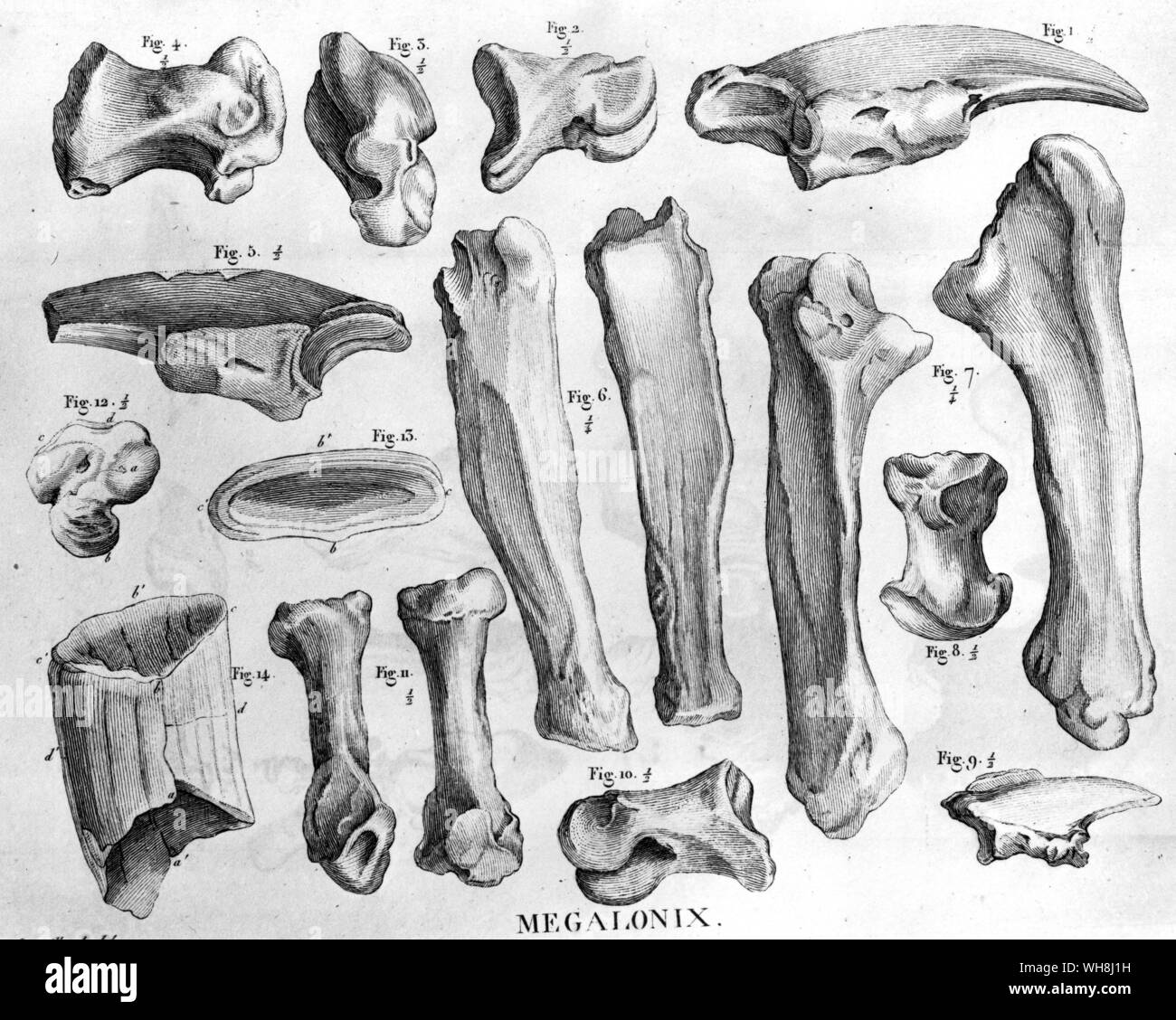 Les os de la Megalonyx (Megalonix). De Darwin et de l'atterrisseur Beagle par Alan Moorhead, page 85. Banque D'Images