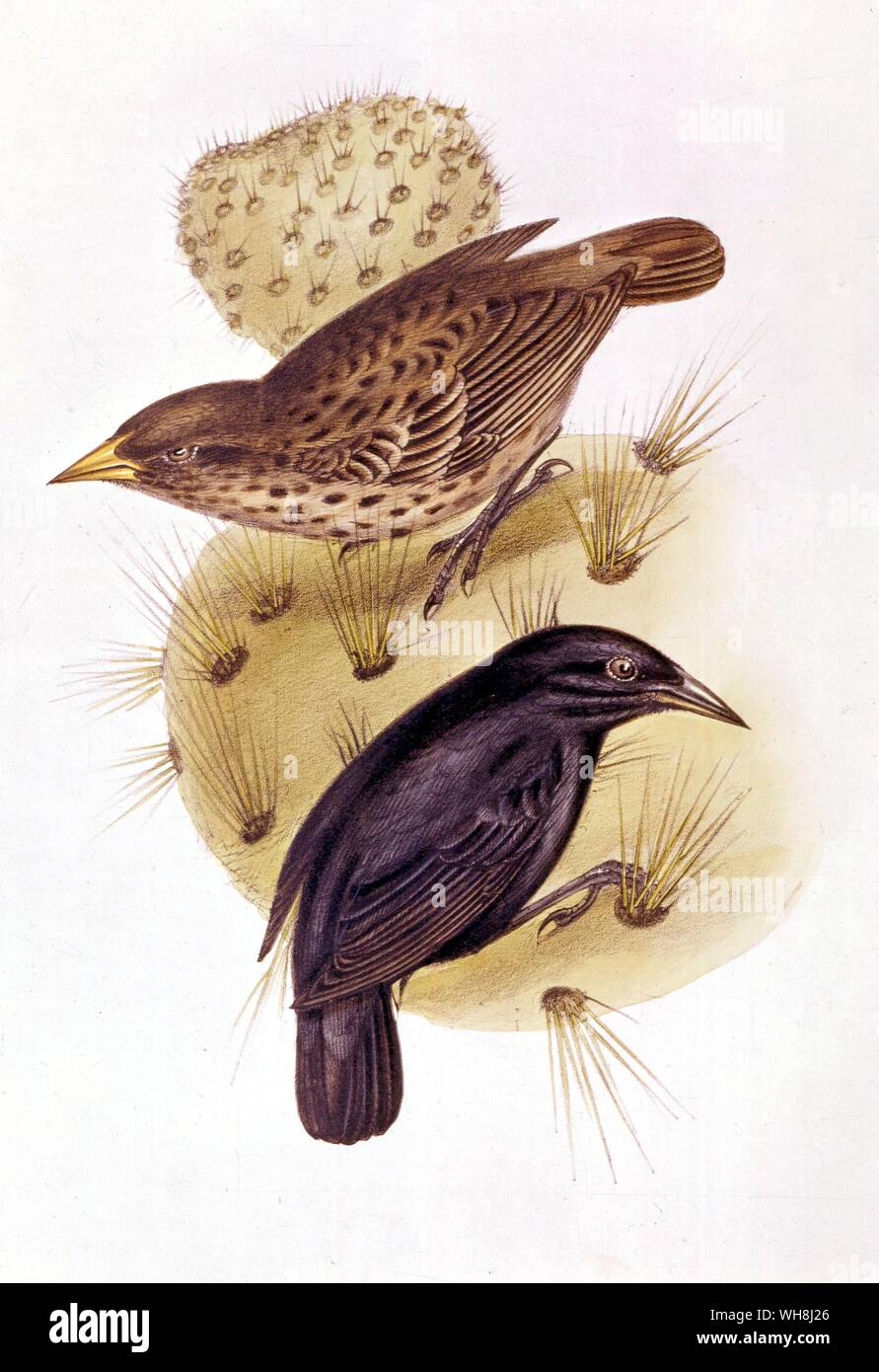 L'allaitement cactus finches (Cactornis scandens), par John Gould (1804 -1881). Voir l'image de l'institution spécialisée des becs des pinsons ces possibilités d'évolution suggérées à Darwin. De Darwin et de l'atterrisseur Beagle par Alan Moorhead, page 200.. . Banque D'Images