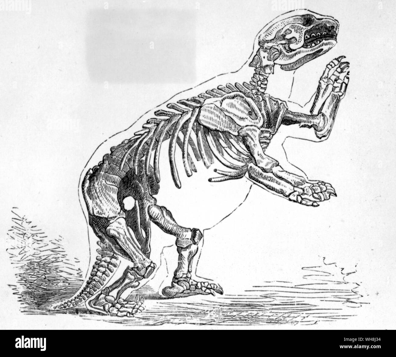 Reconstruction de la Mylodon darwini. Darwin et le Beagle par Alan Moorhead, page 76. Banque D'Images