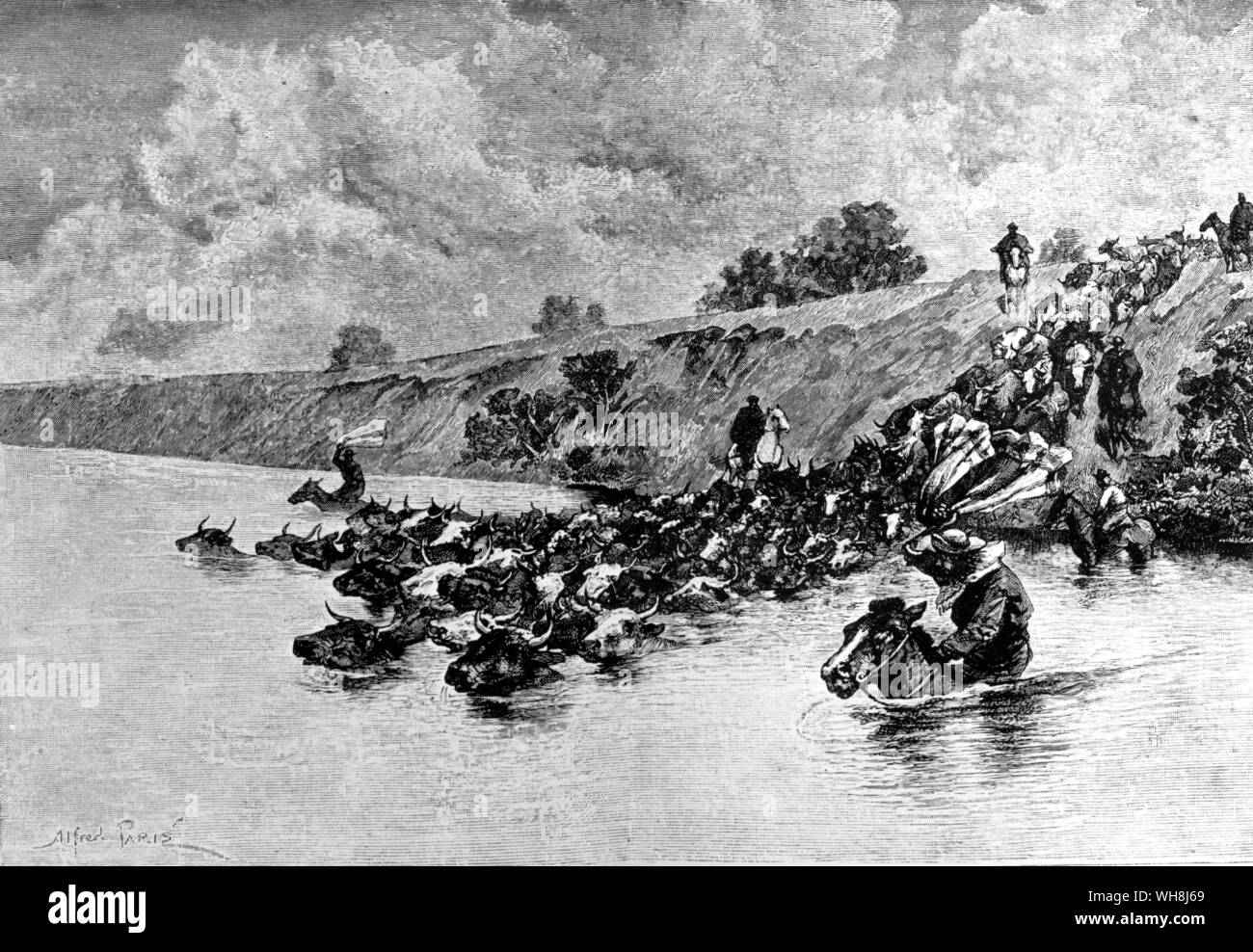 Troupeau de bétail traversant une rivière. Darwin et le Beagle par Alan Moorhead, page 112. Banque D'Images