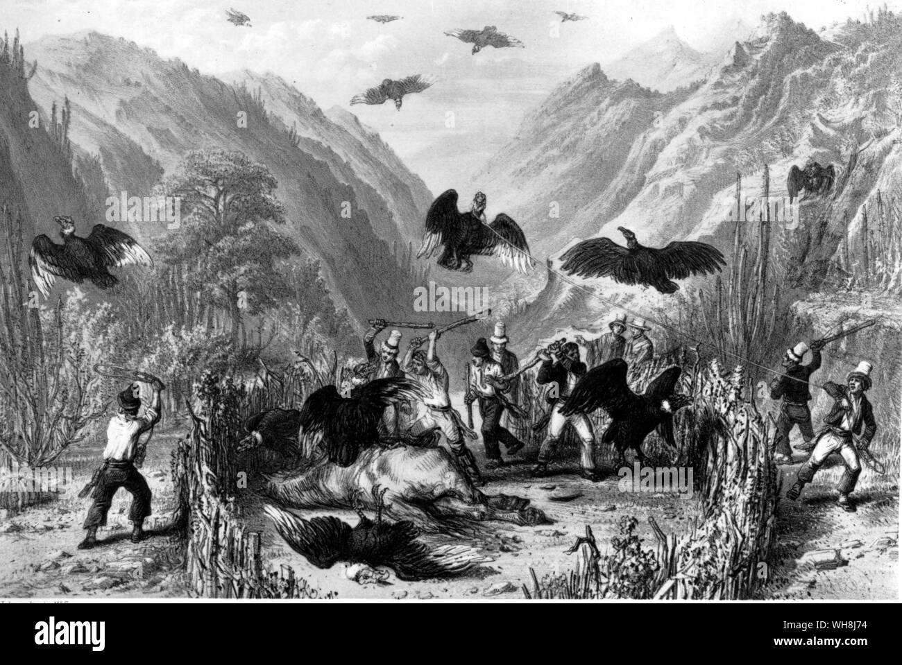 Les deux méthodes de Condors de chasse : les appâter avec une carcasse jusqu'à ce qu'ils sont piégés dans une enceinte, et les attraper avec une corde et corde. Banque D'Images