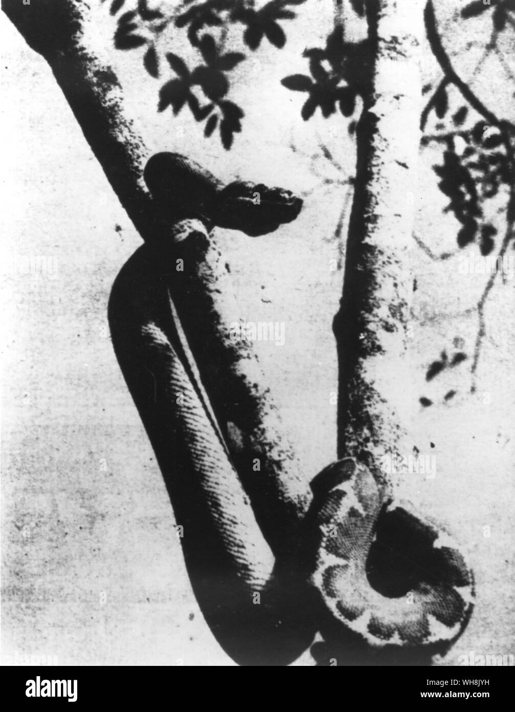 Cobra Snake géant Brésil Banque D'Images