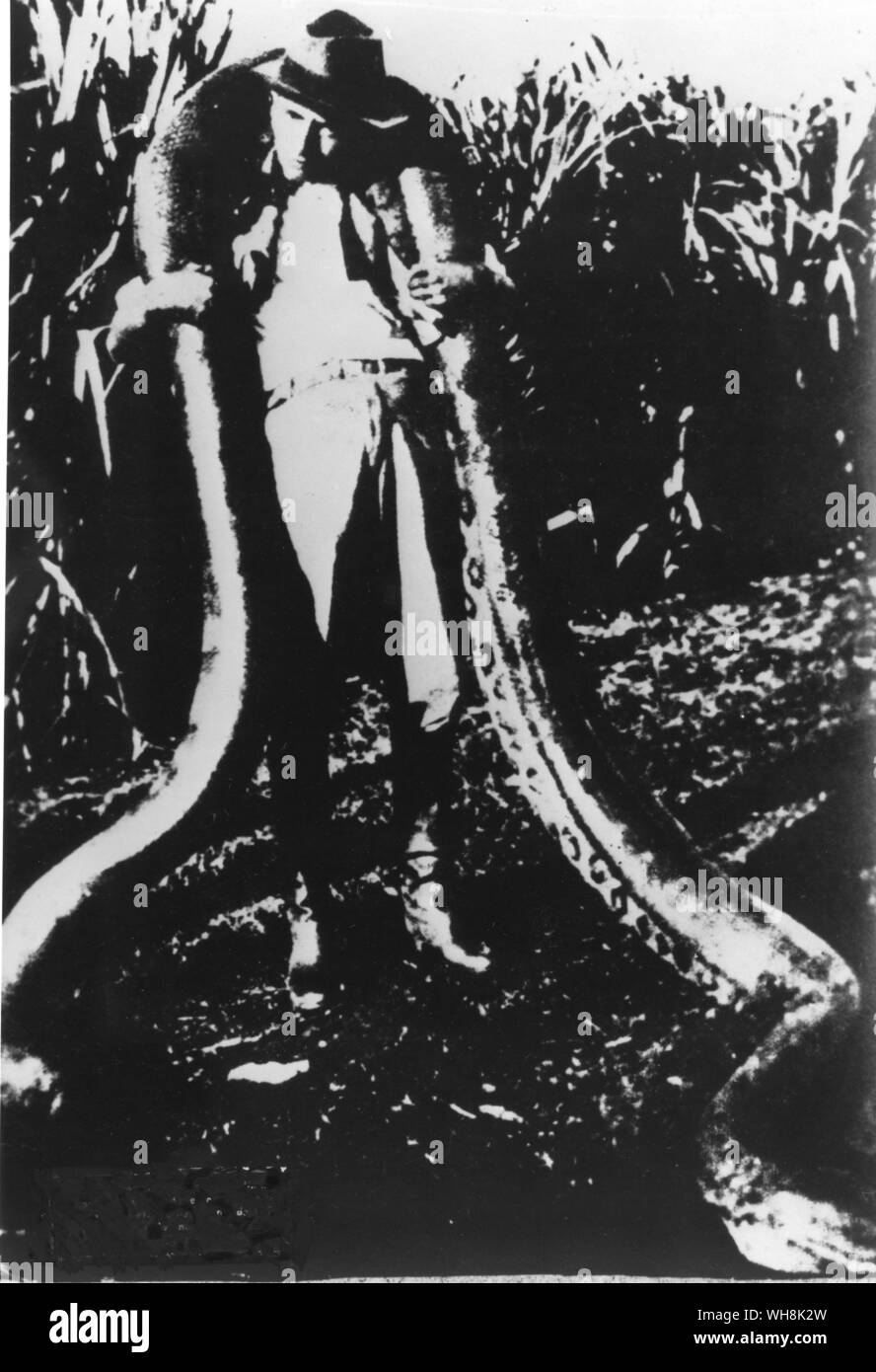 Un énorme serpent mesurant 8,75 yd (8m) et pesant 220 kg (100 Ib) une photo dans un journal de Pernambuco Banque D'Images