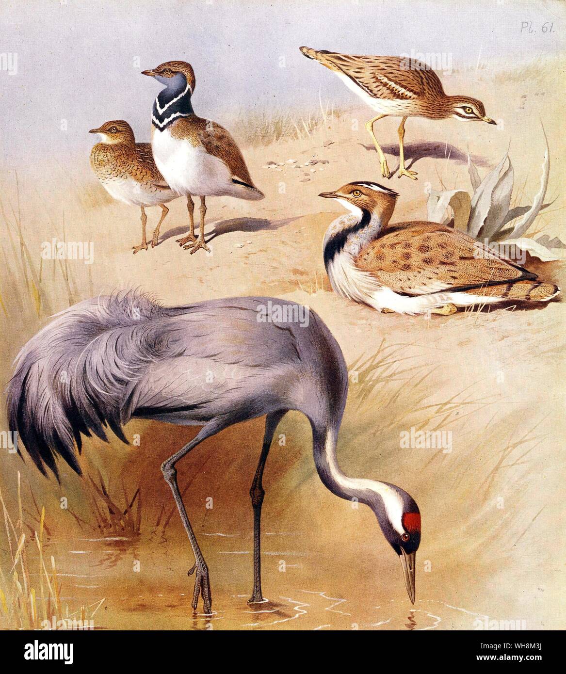 Little Bustard. Oedicnème criard. Houbara grue et Banque D'Images