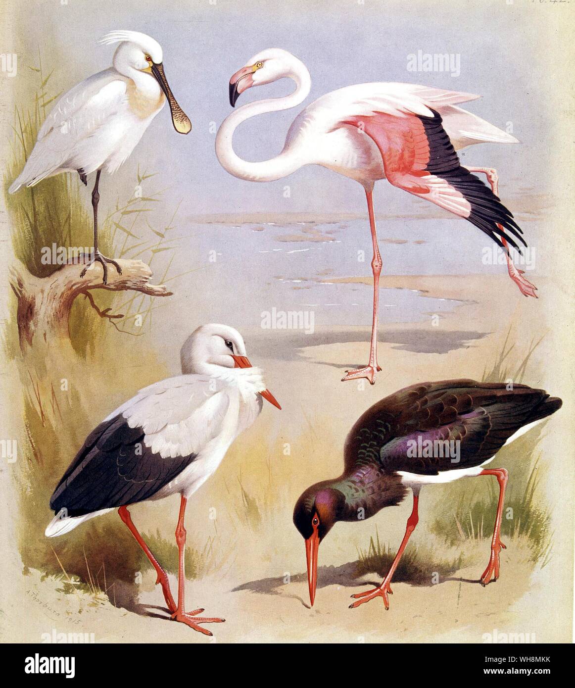 Spatule blanche. Flamingo. Cigogne Blanche. Cigogne noire Banque D'Images
