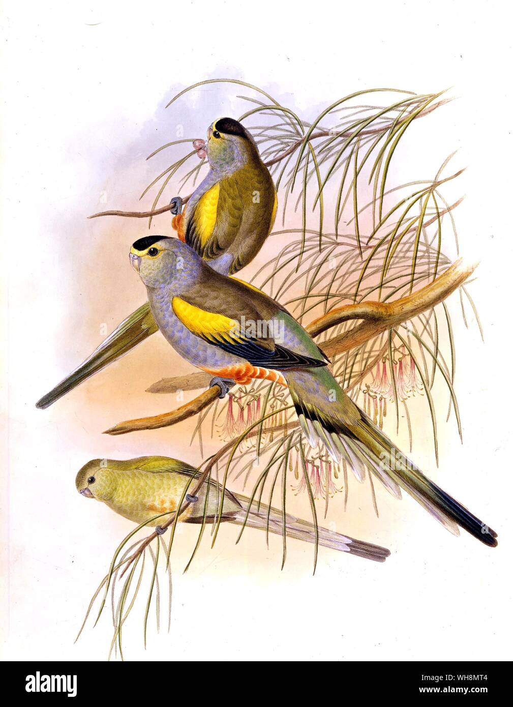 Golden paradise épaulettes mâle perruches (centre), femelle (en haut) et d'immature Banque D'Images