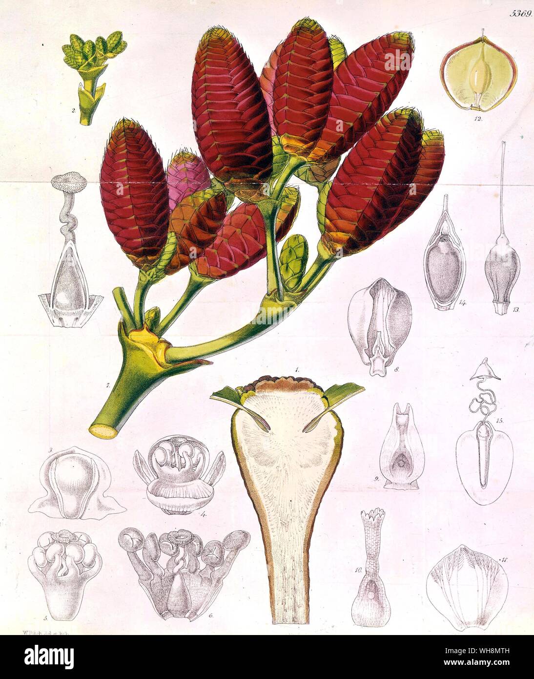 Désert de Welwitschia de l'Angola et l'Afrique de l'Ouest Banque D'Images