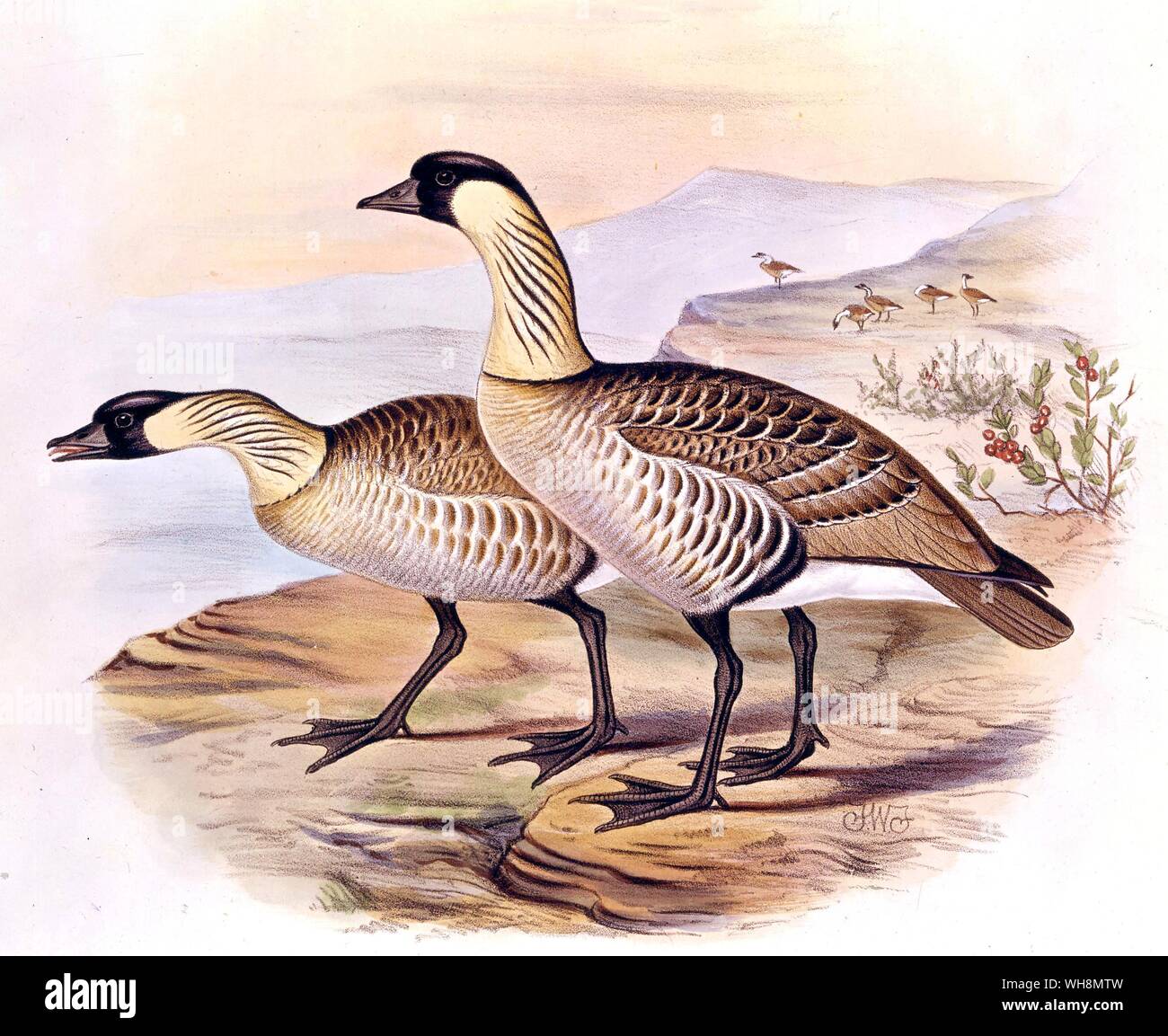 Nenes male et femelle (à droite) Banque D'Images