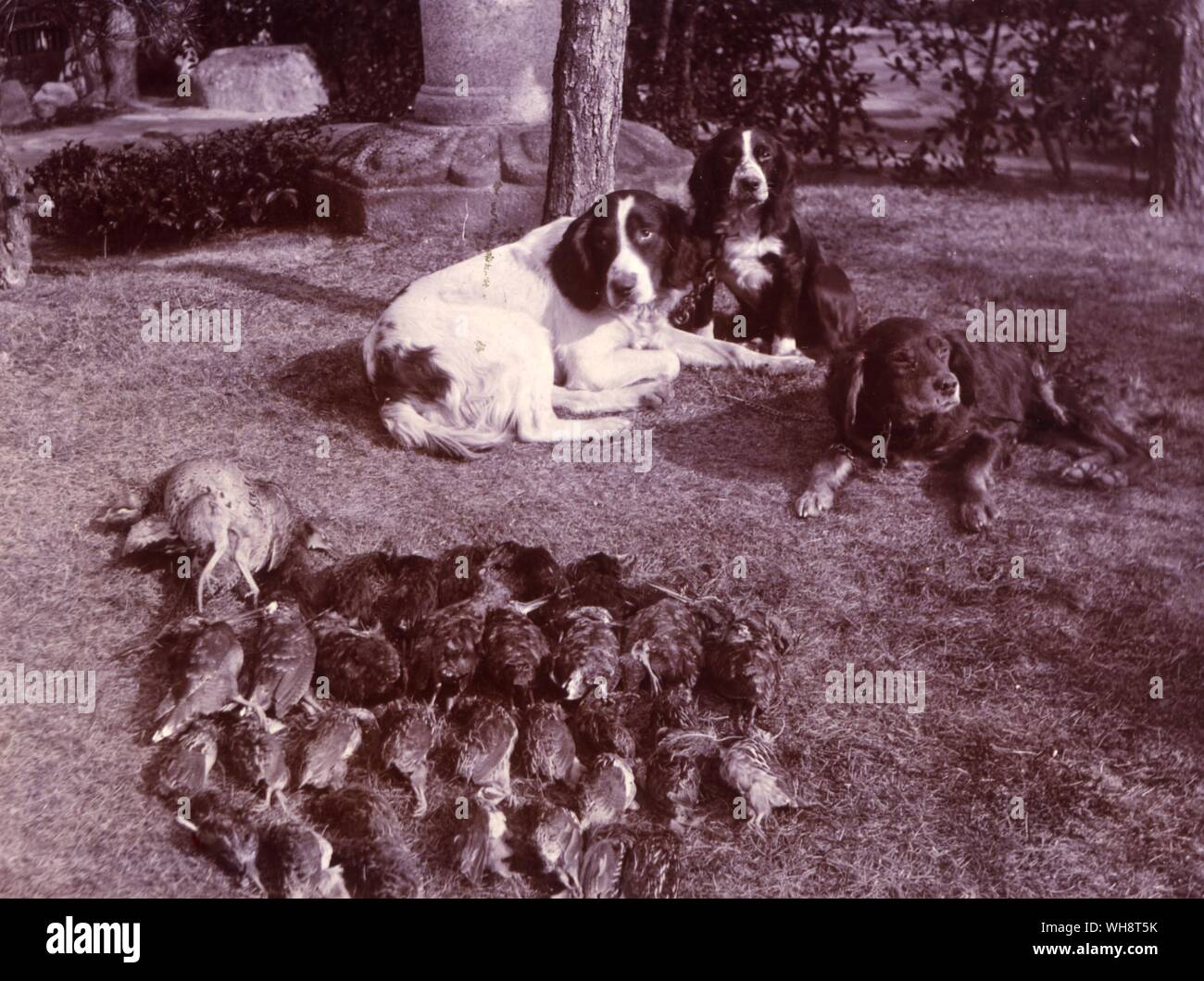 Le résultat d'une bonne journée de tournage à Yamasaki. La photographie montre trois chiens de chasse avec le tuer. 1903. Banque D'Images