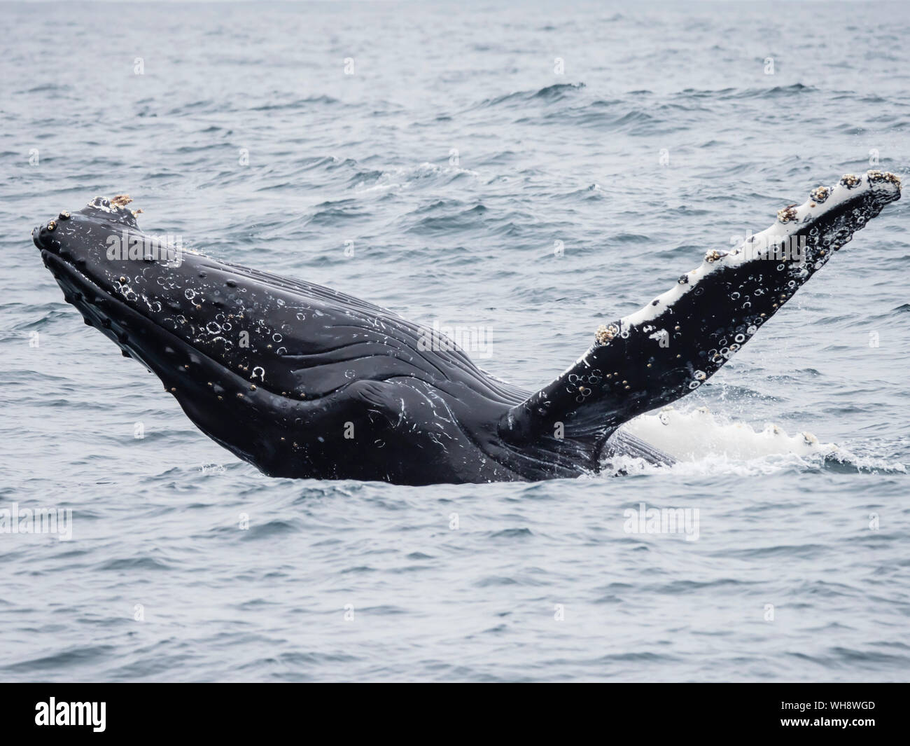 Baleine à bosse (Megaptera novaeangliae) violer dans le sanctuaire marin national de la baie de Monterey, Californie, États-Unis d'Amérique, Amérique du Nord Banque D'Images