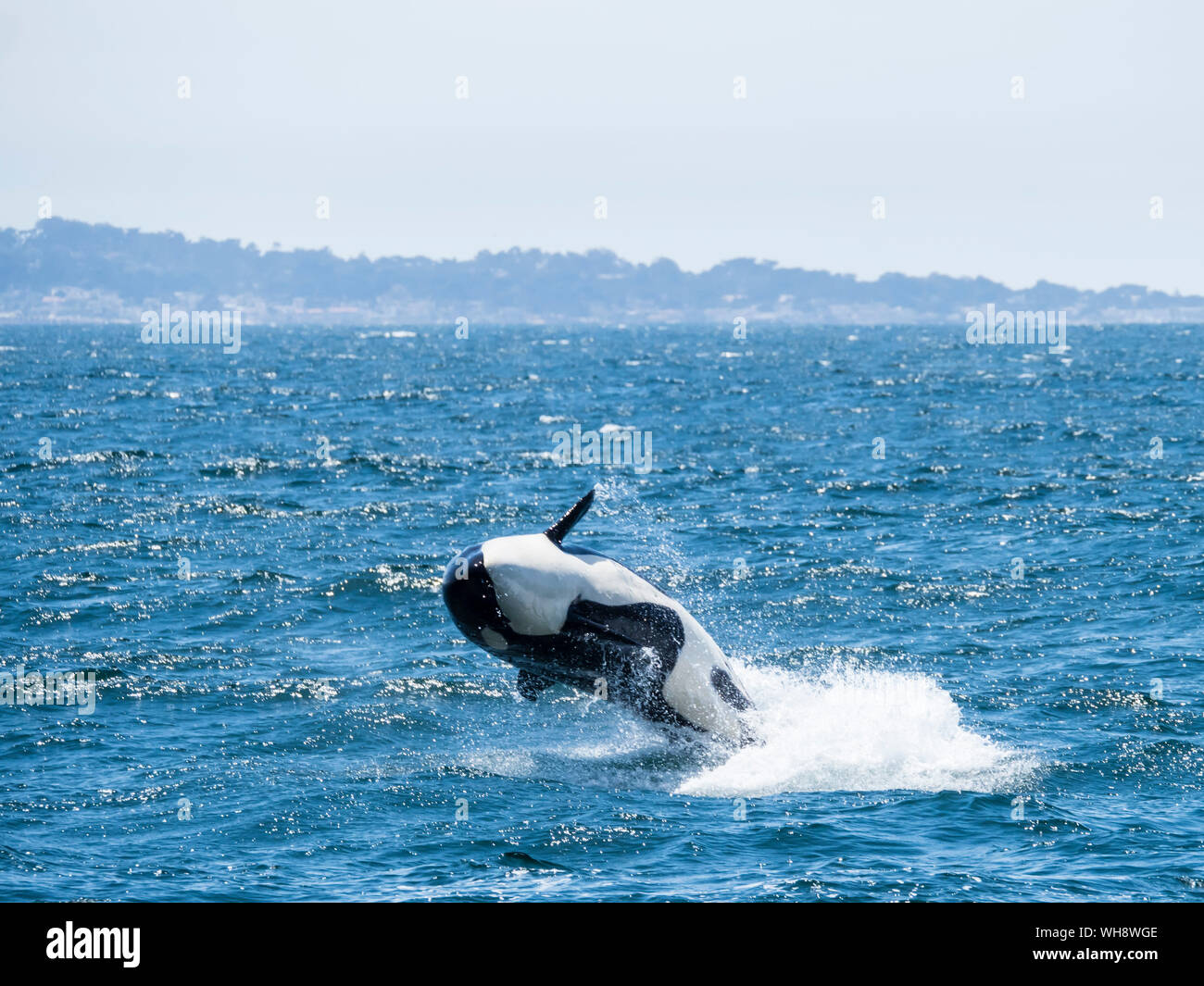 Épaulard (Orcinus orca) violer dans le sanctuaire marin national de la baie de Monterey, Californie, États-Unis d'Amérique, Amérique du Nord Banque D'Images