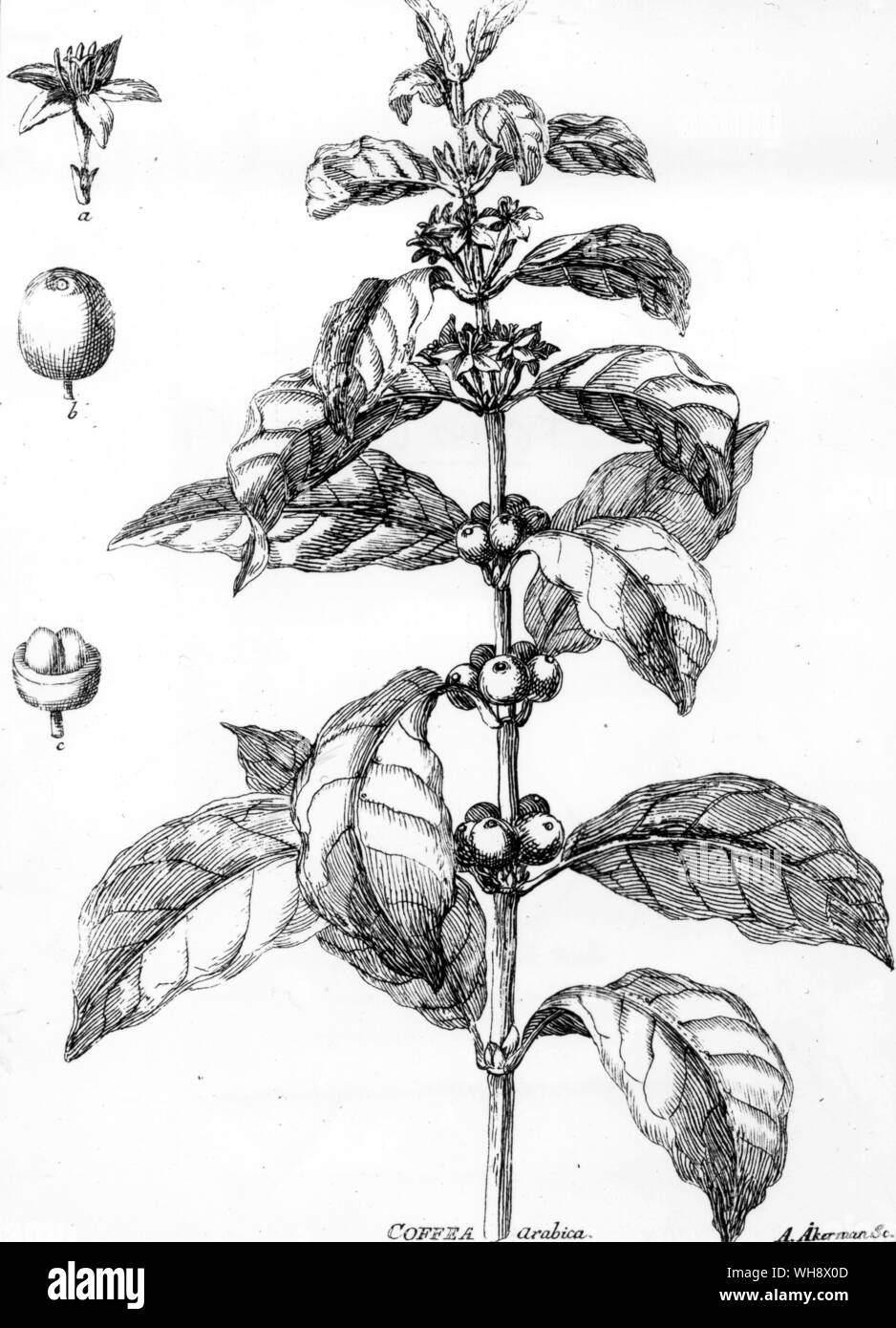 Usine de café, de Potus Coffeae, 1761 Banque D'Images