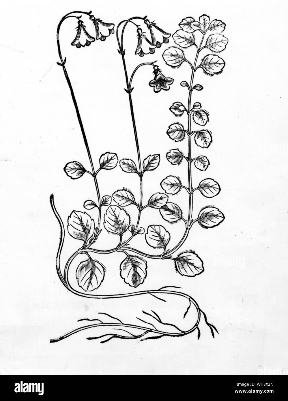 Première illustration de Suédois Linnaea borealis, une gravure sur bois publié par l'Acta en proportion plus élevée Rudbeck Literaria Sueciae, 1720-4. Banque D'Images