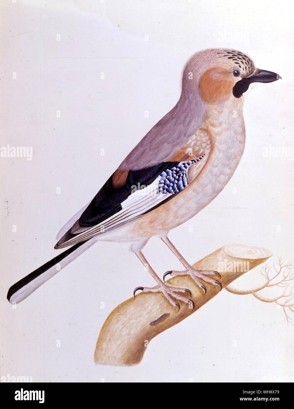 Corvus glandarius (Jay), par Olof Rudbeck le jeune Banque D'Images