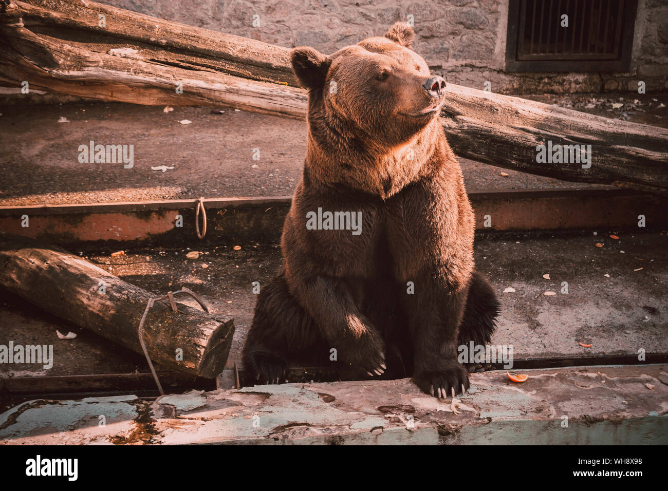 Ours brun se trouve dans le zoo. Ours brun assis sur un plancher en bois. Big brown bear (Ursus arctos) assis, concept occidental. Pet sitting animal noir, pensant Banque D'Images