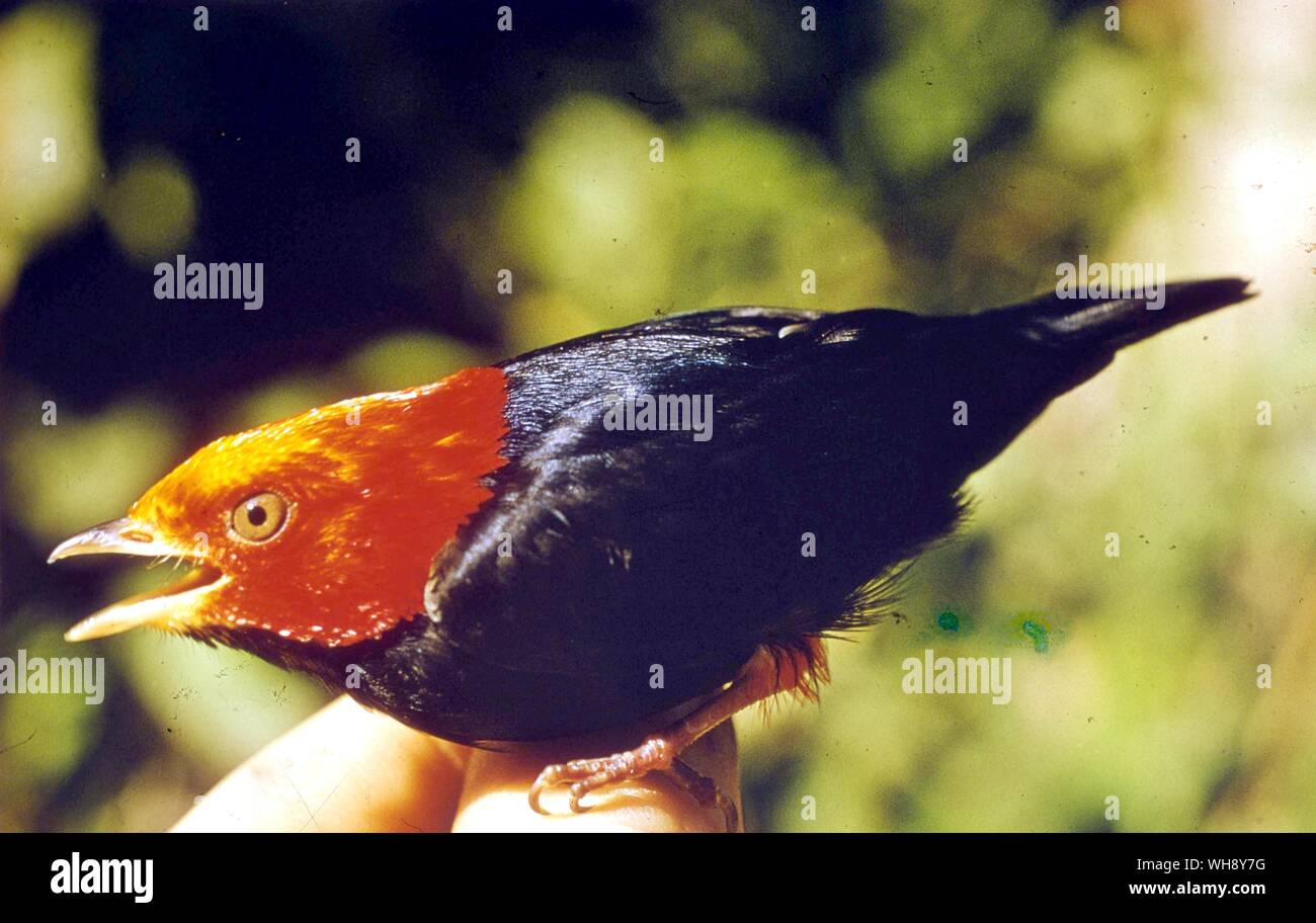 Pipra rubrocapilla Red Headed Manakin Banque D'Images