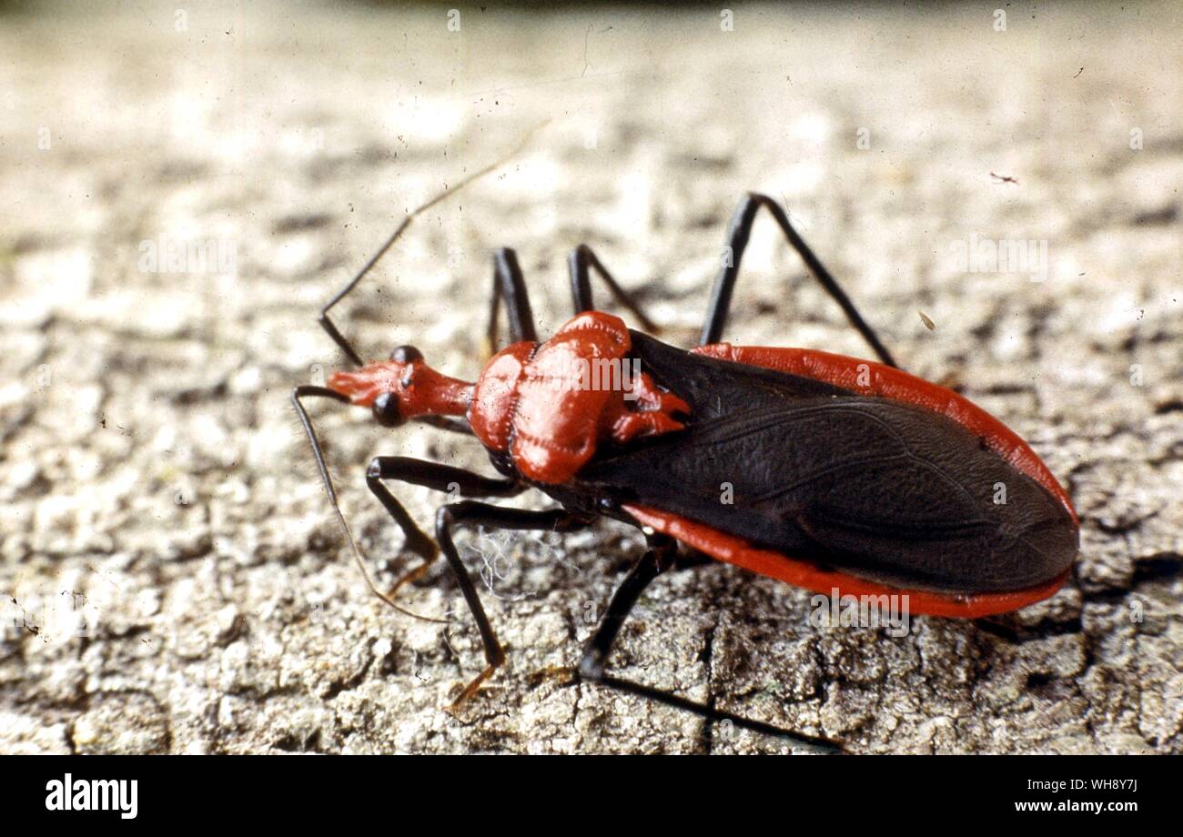 Bug Reduviid Pothea haglundii Banque D'Images