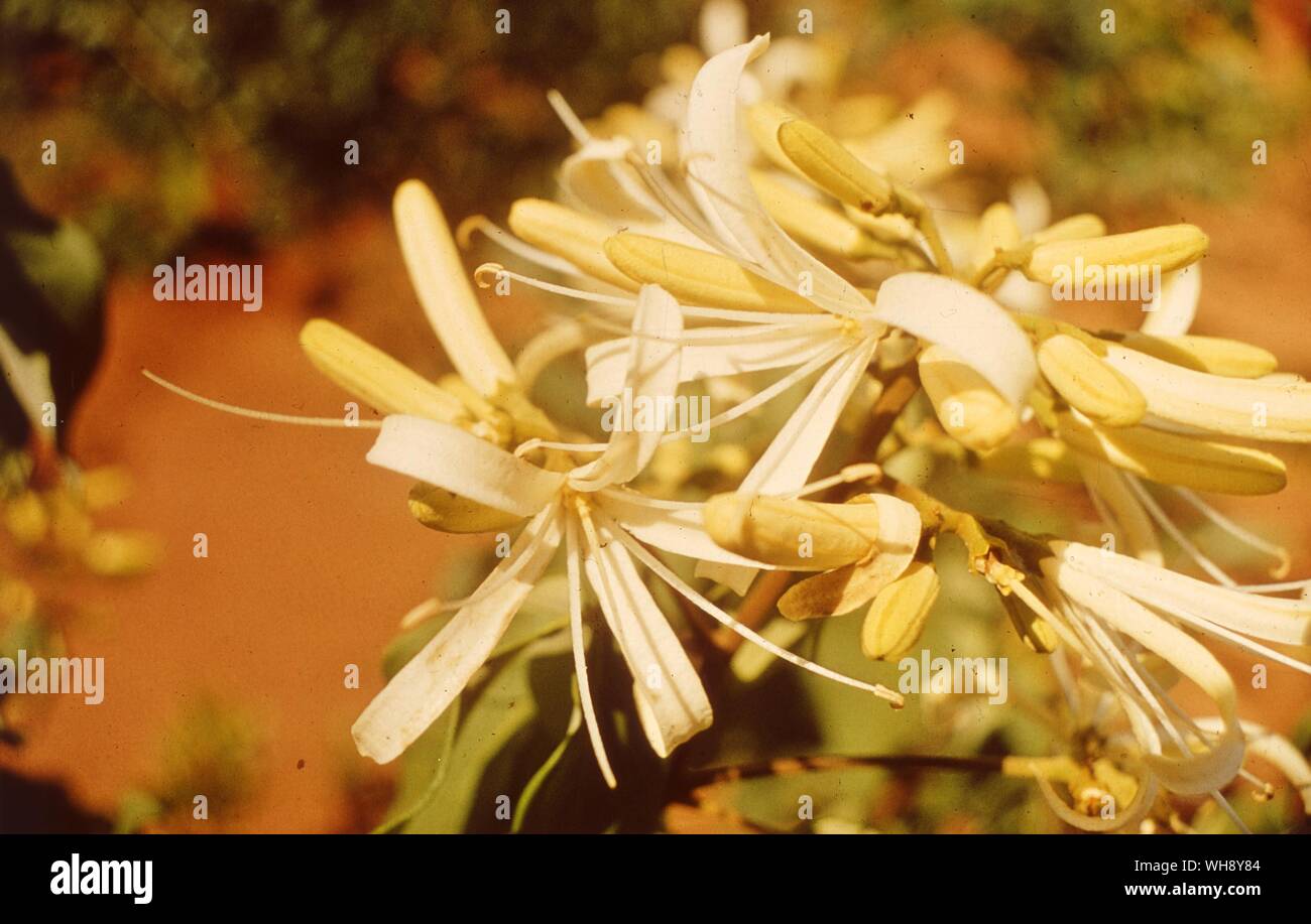 Spiranthera odoratissima (Rutaceae) Banque D'Images