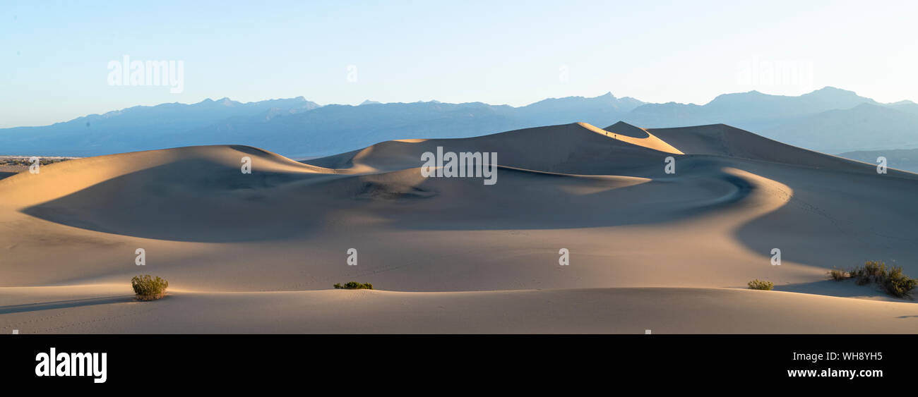 Télévision Mesquite sand dunes in Death Valley National Park, California, États-Unis d'Amérique, Amérique du Nord Banque D'Images