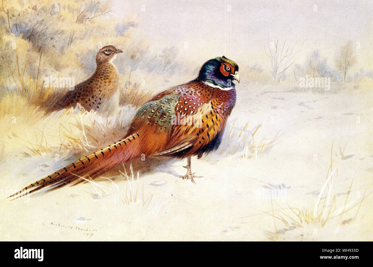 Faisan de Colchide Banque D'Images