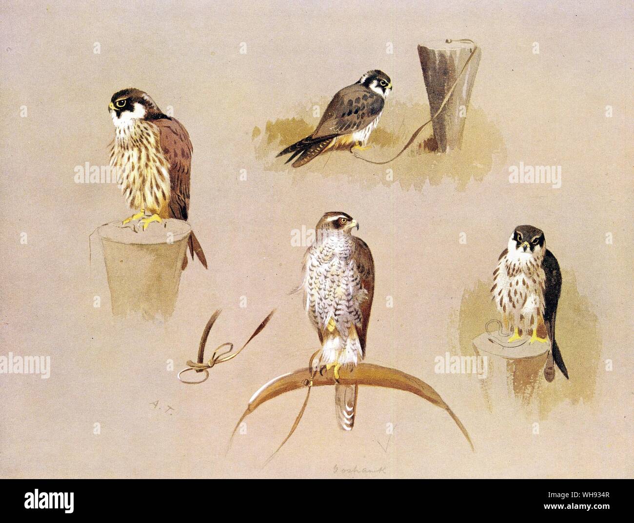Autour des palombes et passe-temps Banque D'Images