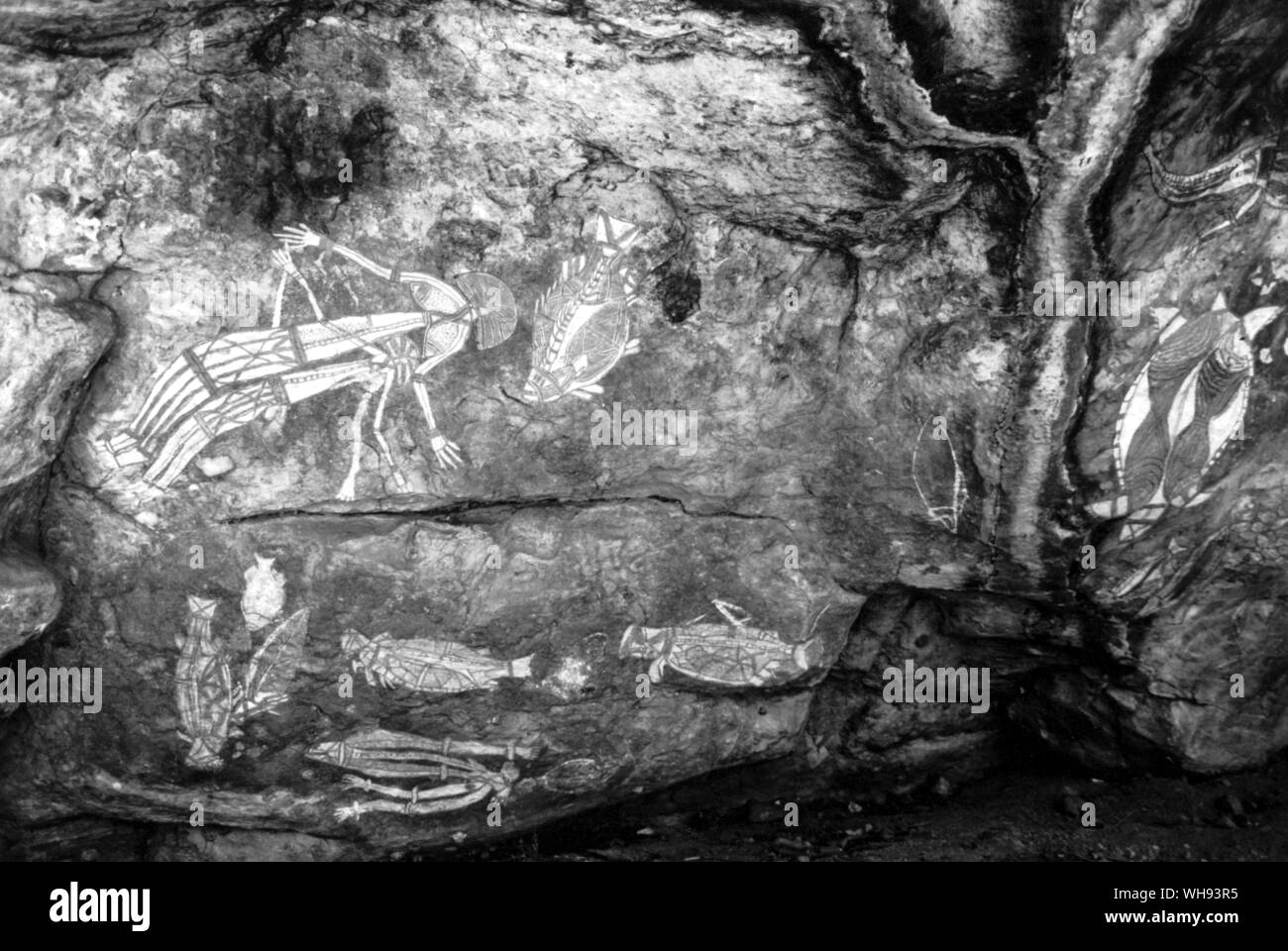 Sur les murs de thr Nourlangie Rock multiplient comme ils le font dans l'estuaire de la rivière de l'Est, sont un alligator barramundi célèbre pour sa chair sucrée un saratoga et beaucoup de petits silures Banque D'Images