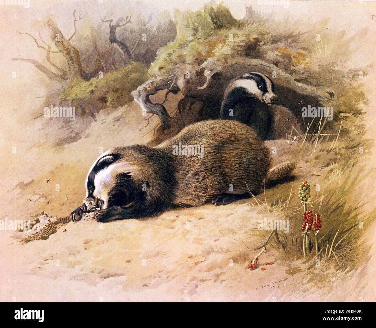 Le Badger Banque D'Images