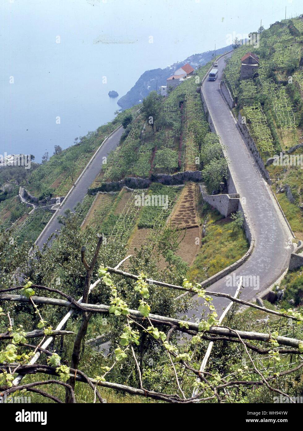 Italie : vignes et virages en épingle. Banque D'Images